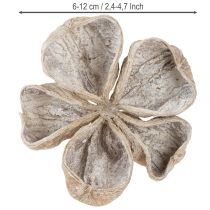tételeket Landlotus fehérre mosott 6-12cm 50 db