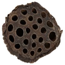tételeket Lotus dugattyú közepes 100 db natúr