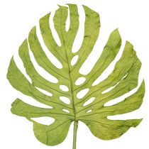 tételeket Dekoratív szörnylevelek bohém és városi dzsungel dekorációhoz