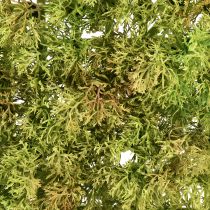 tételeket Mesterséges mohaszőnyeg – tökéletes mohaképhez, világoszöld 25×25 cm