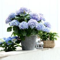 tételeket Ültető, füles díszedény, ültetésre alkalmas fémedény Ø25,5cm