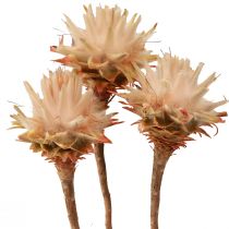 tételeket Leucospermum Plumosum Silver Tree Blossoms Light 25 db