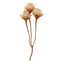 tételeket Leucospermum Plumosum Silver Tree Blossoms Light 25 db