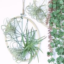 tételeket Tillandsia zamatos mesterséges zöld növények 13cm