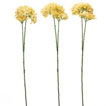 tételeket Díszhagyma Wild Allium műsárga 70cm 3 db