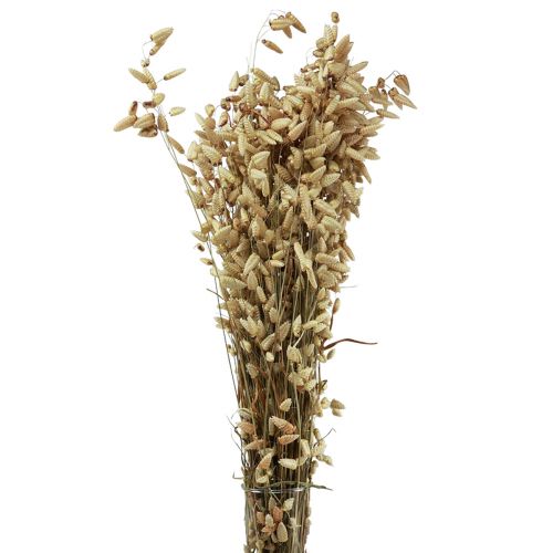 Quaking Grass Szárított Virágok Green Natural Briza 60cm 100g
