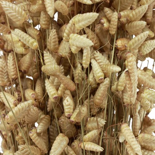 Floristik24 Quaking Grass Szárított Virágok Green Natural Briza 60cm 100g