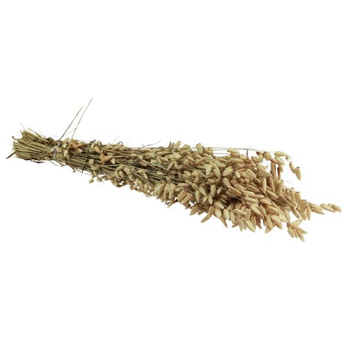 Floristik24 Quaking Grass Szárított Virágok Green Natural Briza 60cm 100g