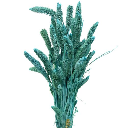 tételeket Szárított virágok, Setaria Pumila, köleskék 65cm 200g