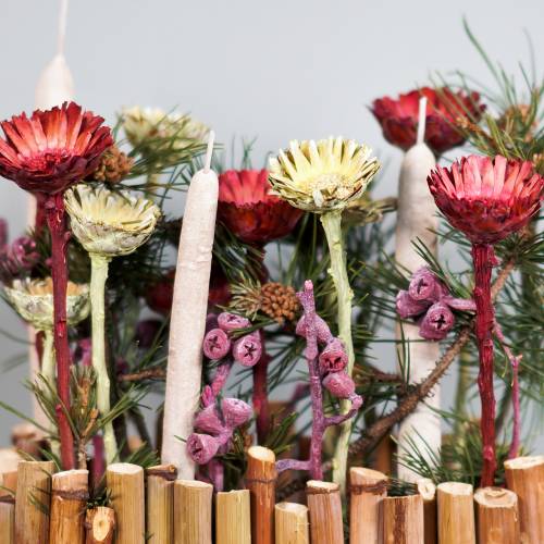 tételeket Compacta rozetta piros 40 db