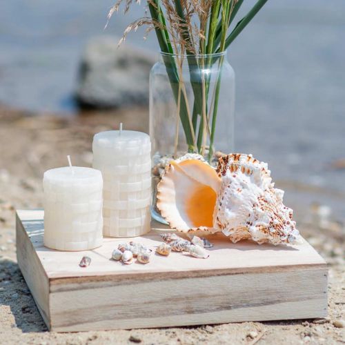 Floristik24 Tengeri csiga óriásbéka csiga természet 18-20cm