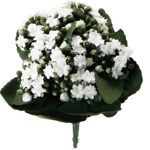 tételeket Mesterséges Kalanchoe Flaming Käthchen White 24cm