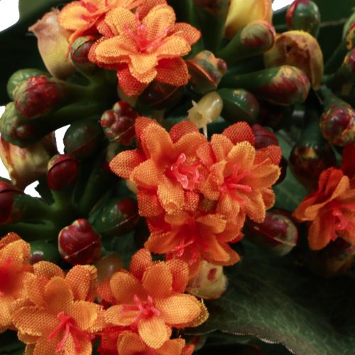 tételeket Lángoló Käthchen Kalanchoe műnarancs 24cm