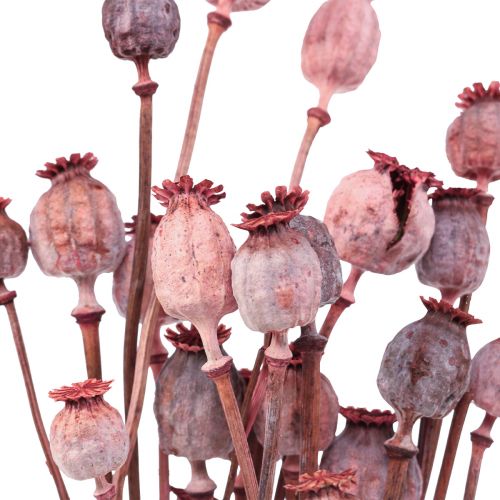 Floristik24 Szárított virágok Szárított pipacs sapkák Deco Red 80g