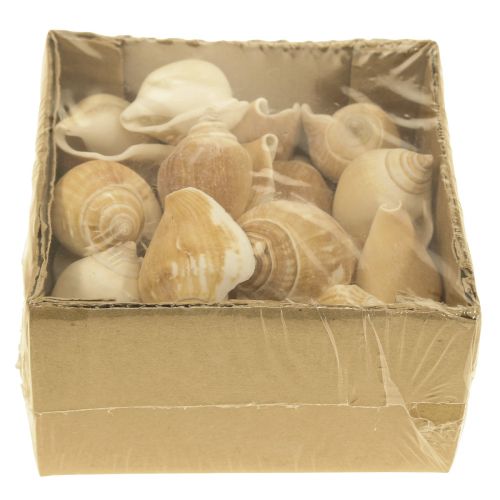 Floristik24 Csigahéj Deco Sea Snail Brown White 3,5-5cm 250g