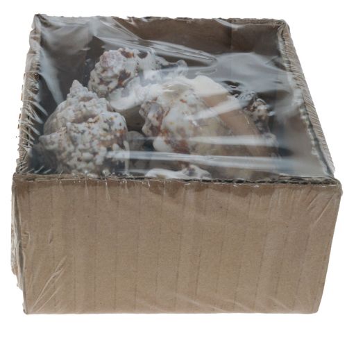 Floristik24 Csigahéj deco tengeri csiga natúr 5,5-7,5cm 250g