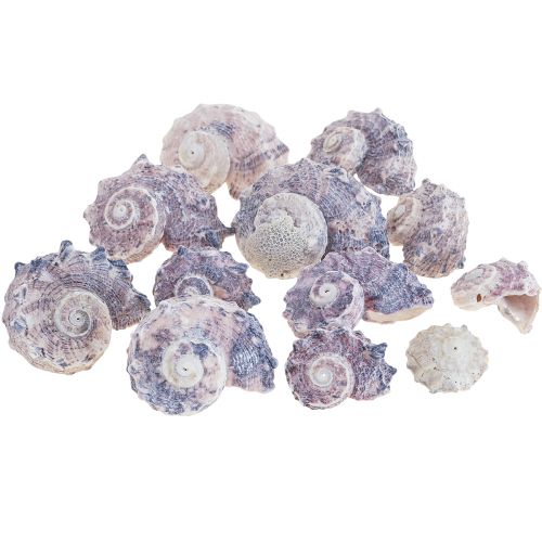 Csigahéj Deco Sea Snails Purple White 3-6cm 250g