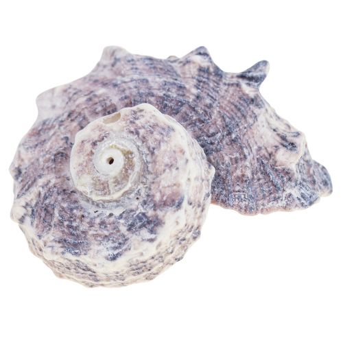 Floristik24 Csigahéj Deco Sea Snails Purple White 3-6cm 250g