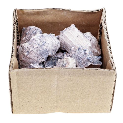 Floristik24 Csigahéj Deco Sea Snails Purple White 3-6cm 250g