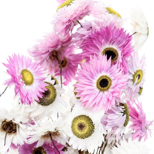 Floristik24 Szárított virágok Fehér rózsaszín szalmavirágok 40-45cm 30g