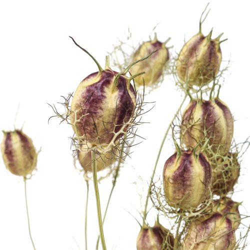 Floristik24 Nigella szárított virág Jungfer im Grünen száraz virágkötő 24-45cm 20g