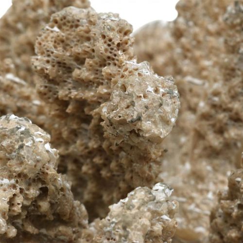 Floristik24 Tengeri dekoráció, tengeri állat, dekoráció korall polirezin 13,5x11,5 cm