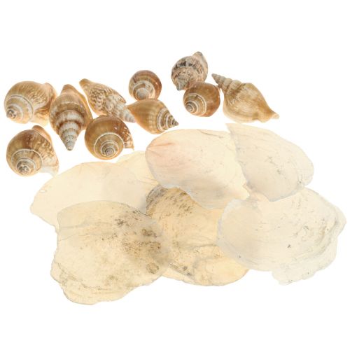 Floristik24 Capiz kagyló csigaház dekoráció tengeri barna fehér 600g