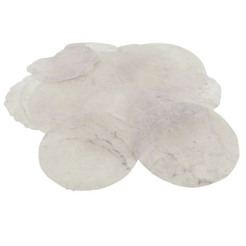 Floristik24 Capiz kagylók gyöngyház korongok tengeri dekoráció Ø7cm 600g