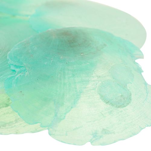 Floristik24 Capiz kagylók, capiz korongok, gyöngyház korongok türkiz 6,5-9,5cm 650g