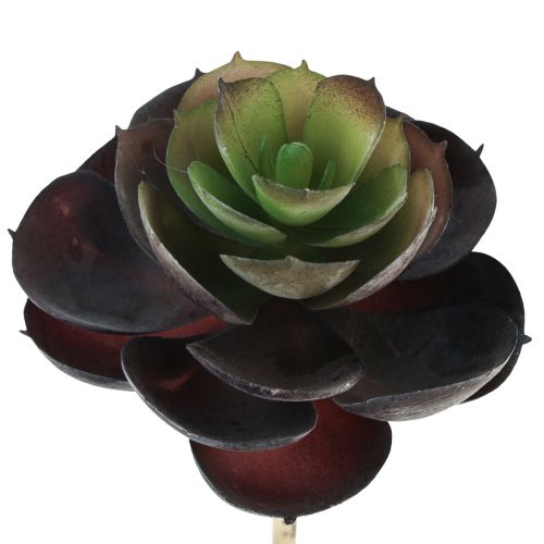 Floristik24 Zamatos Echeveria mesterséges zöld növények Ø7cm 12cm 6 db