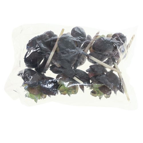 Floristik24 Zamatos Echeveria mesterséges zöld növények Ø7cm 12cm 6 db