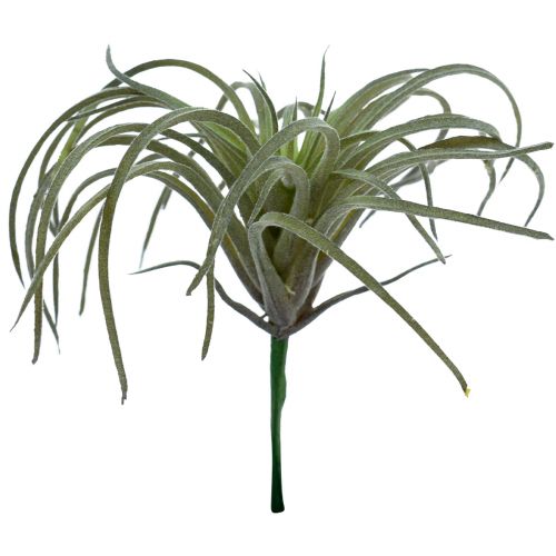Floristik24 Tillandsia Succulent mesterséges zöld növények 13cm