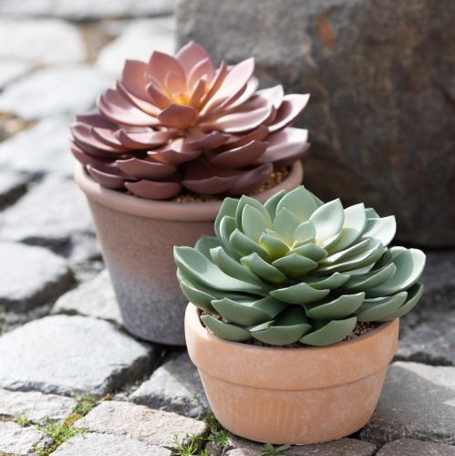 tételeket Zamatos növény cserépben Echeveria műzöld Ø15cm
