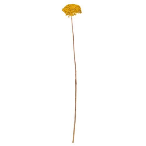 Achillea Natur Gelb szárított