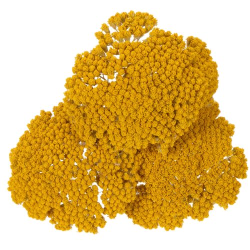 Achillea Natur Gelb szárított