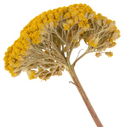 Achillea Natur Gelb szárított
