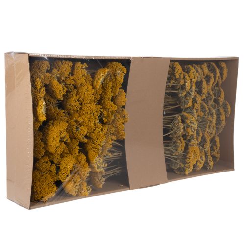 Achillea Natur Gelb szárított