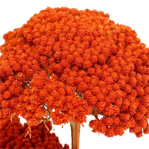 Floristik24 Achillea Orange Szárított Virágok Cickafark 45-60cm 1kg