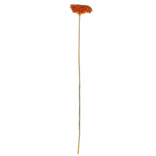 Achillea Orange szárított virágok, cickafark, 45-60cm, 1kg | Floristik24.hu