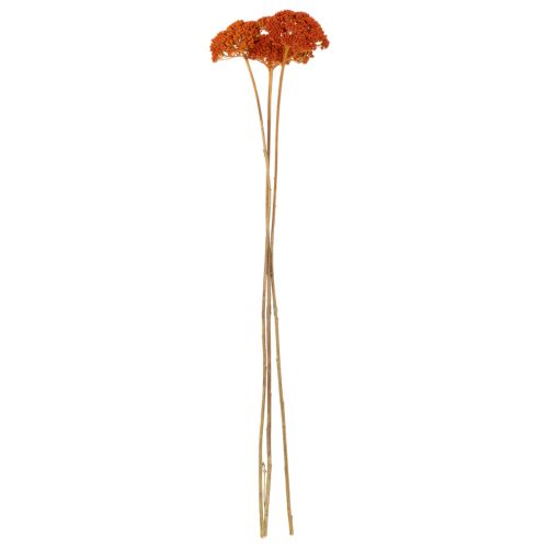 Achillea Orange szárított