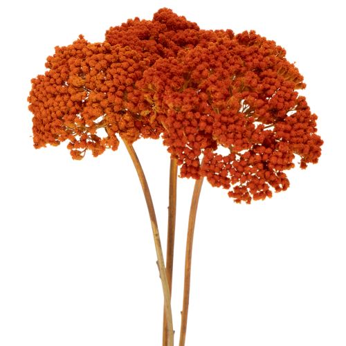 Achillea Orange szárított