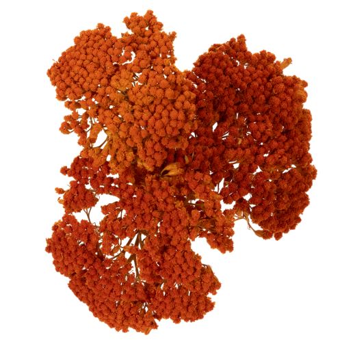 Achillea Orange szárított