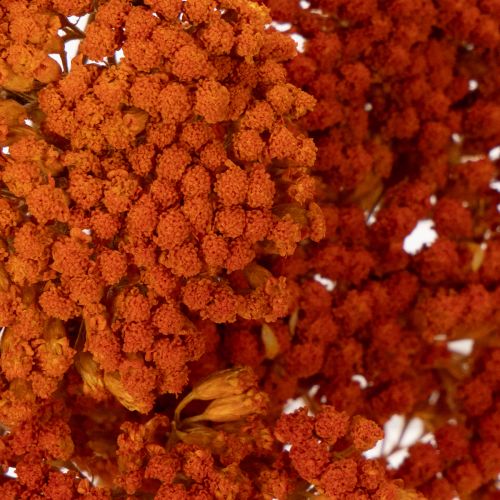 Achillea Orange szárított