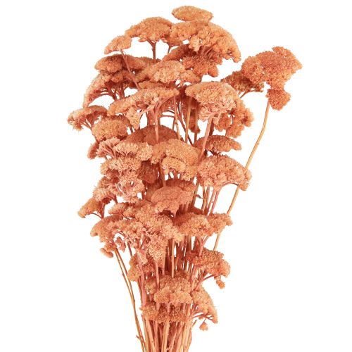 tételeket Achillea cickafark szárított réti virágok lazac 40-50cm 80g