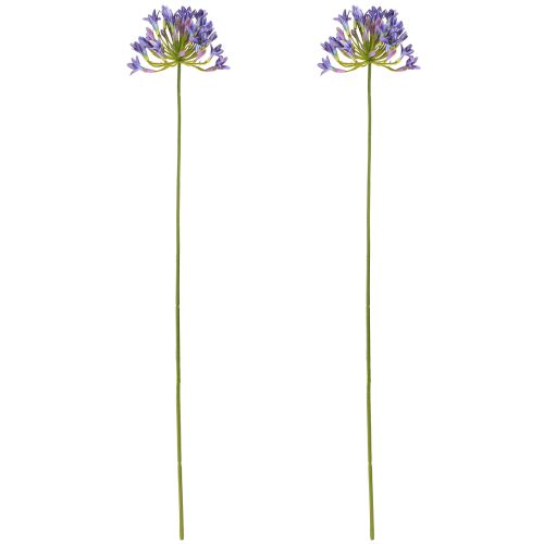 tételeket Agapanthus afrikai liliom Művirágok Lila L75cm 2db