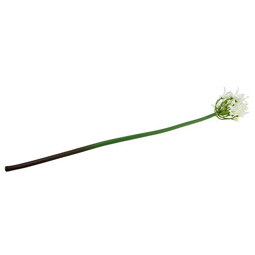 Floristik24 Agapanthus fehér 78cm 1db