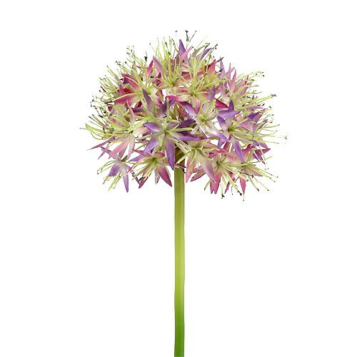Floristik24 Allium világoslila L76cm