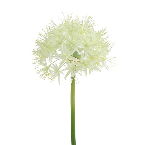 Floristik24 Allium krém fehér L76cm