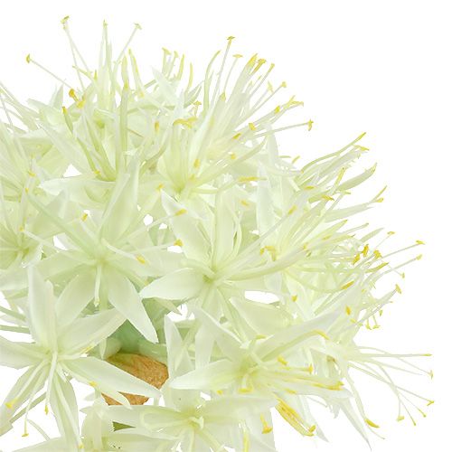 tételeket Allium krém fehér L76cm