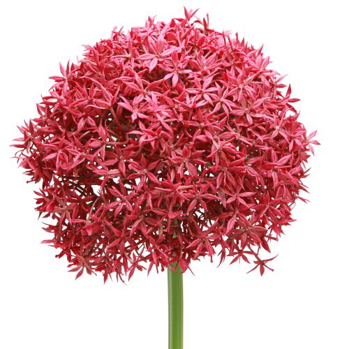 tételeket Allium bordeaux mesterséges díszfokhagymában Ø18cm L90cm